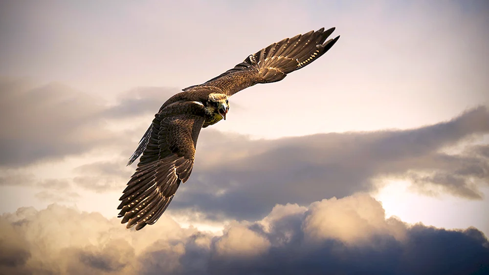 Vogel im Flug