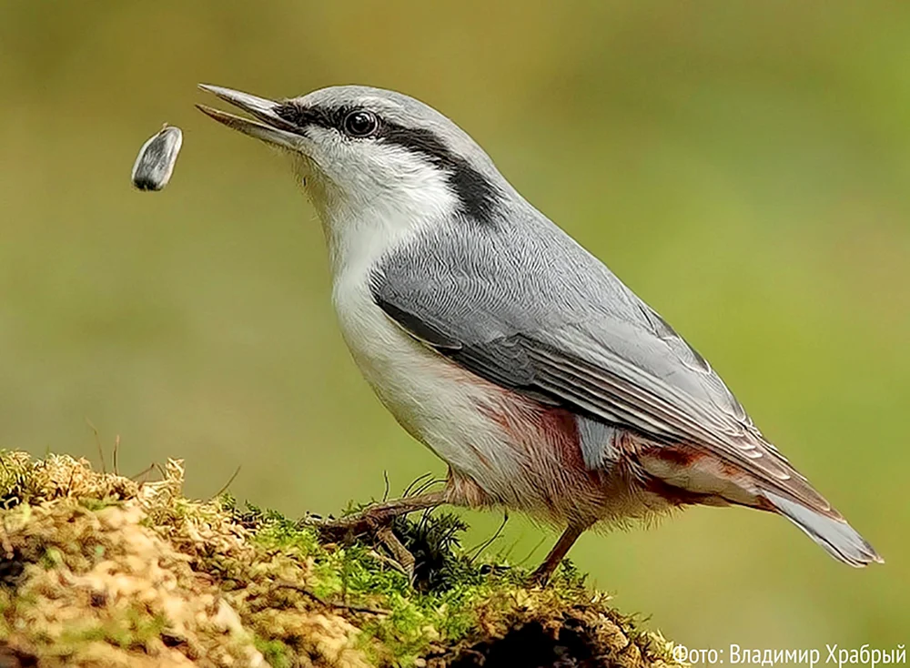 Vögel des Leningrader Gebiets