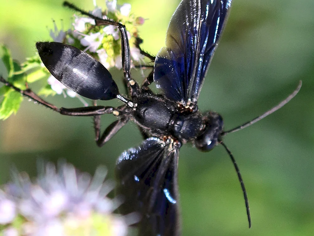 Pompilidae-Wespe