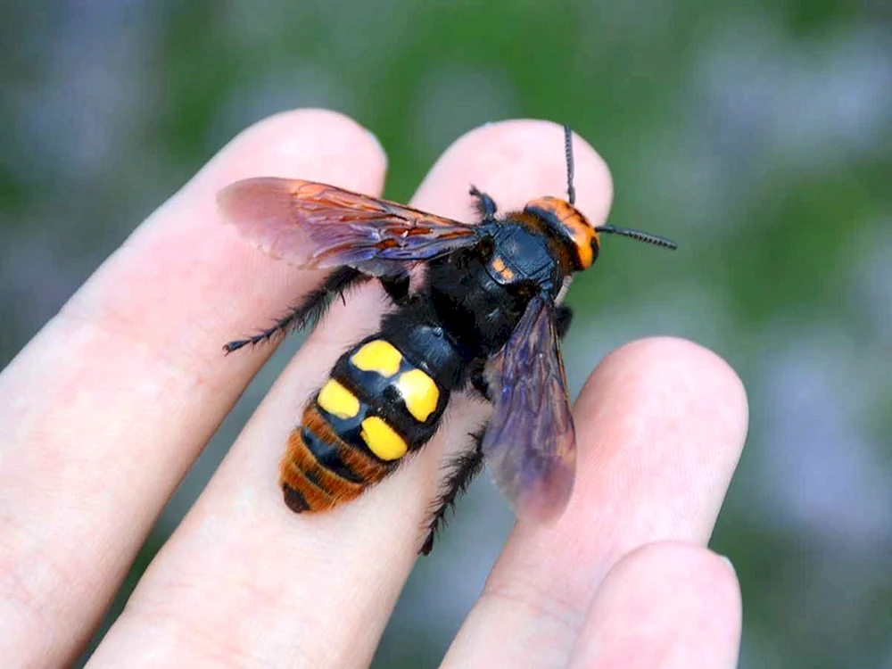 Erdwespe schwarz