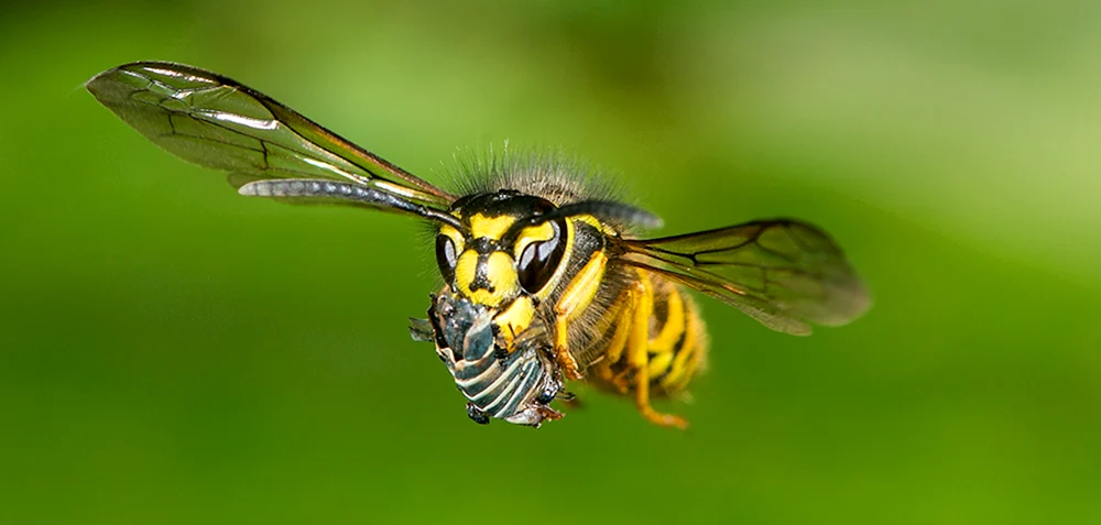 Hummel bestäubt Apfelbaum