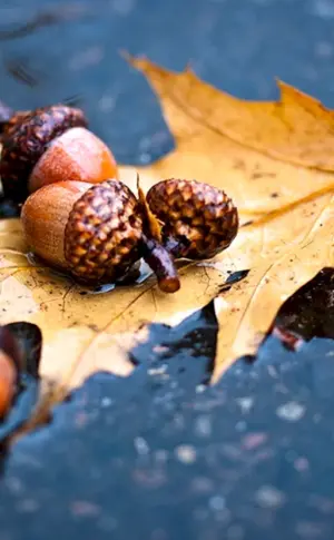 Herbst