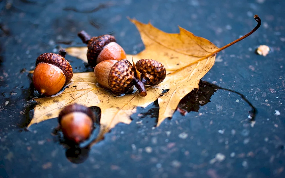 Herbst
