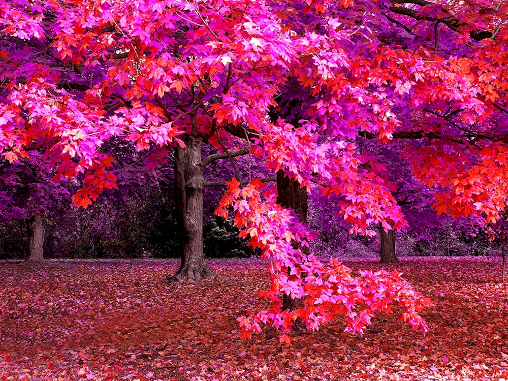 Herbstfelsen