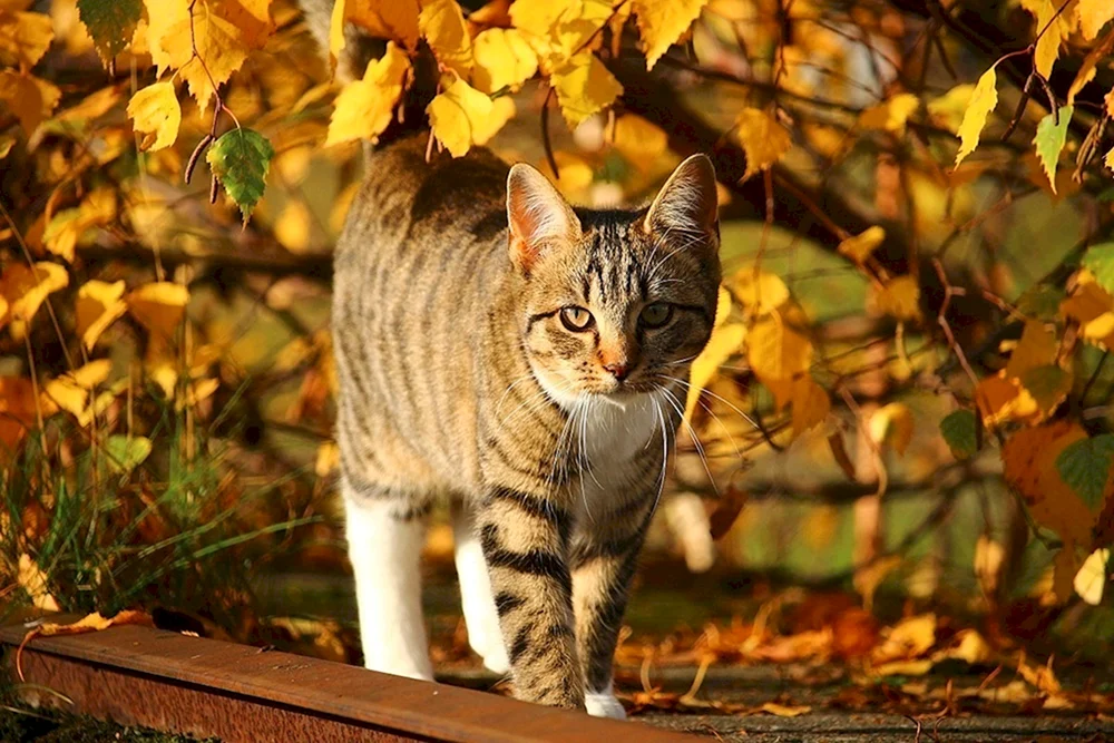 Herbstkatze