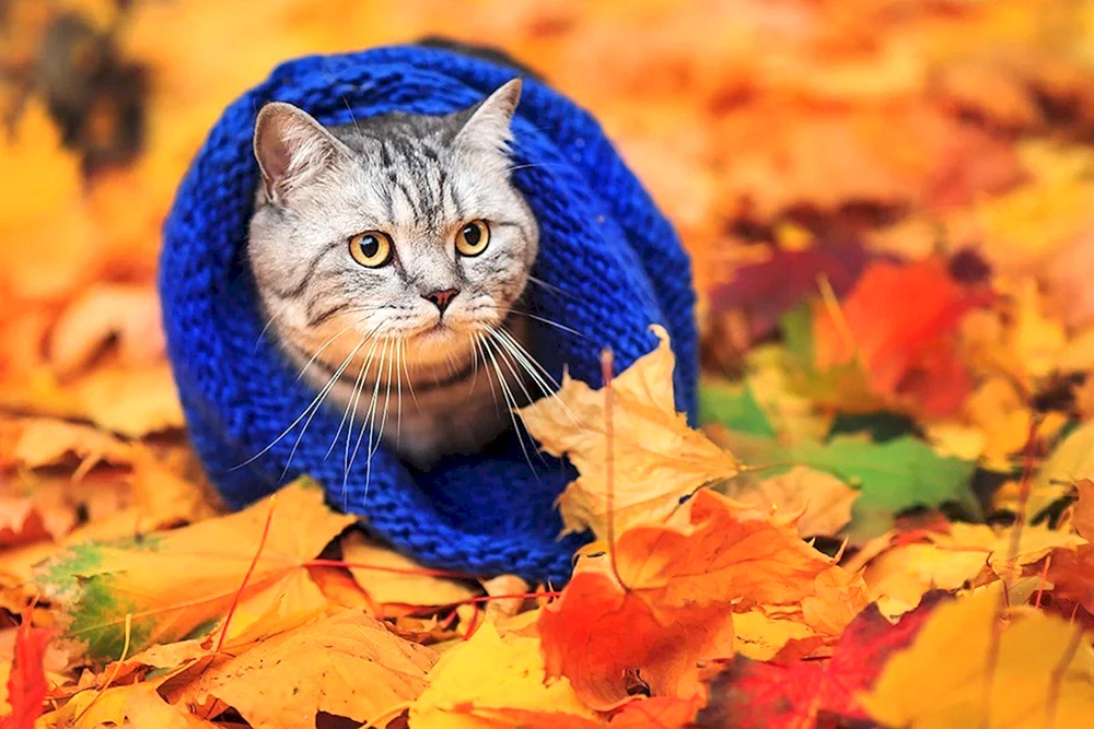 Herbstkatze Herbst
