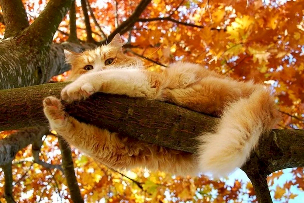 Herbstkatze