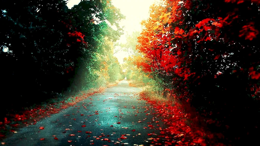 Herbst 4k