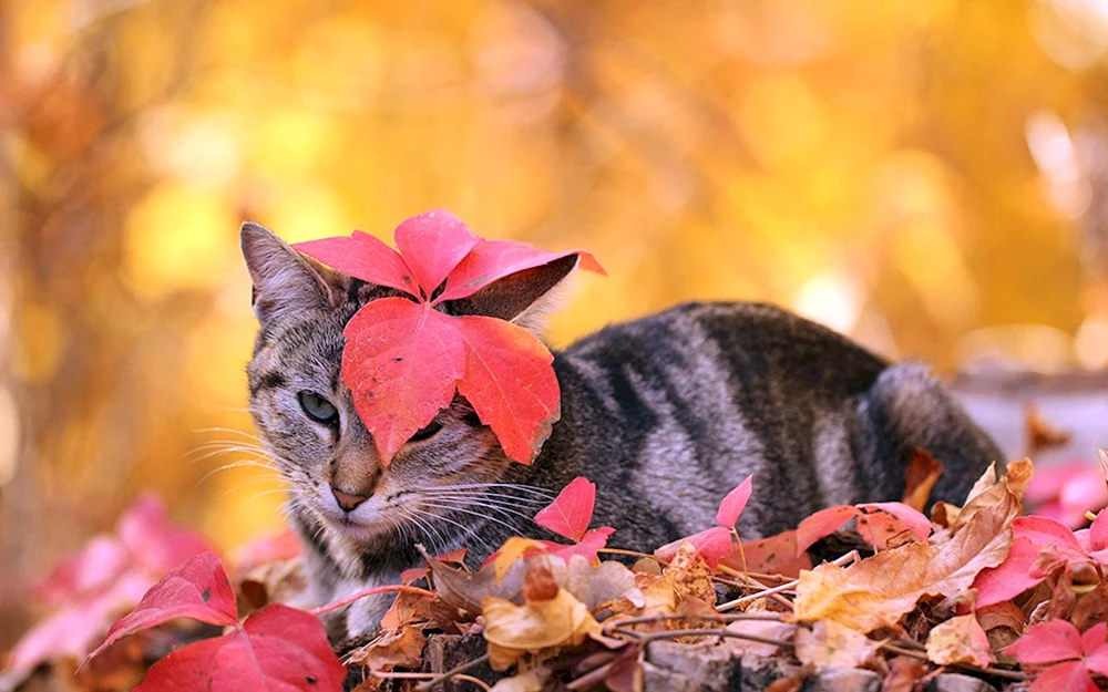 Herbstwald