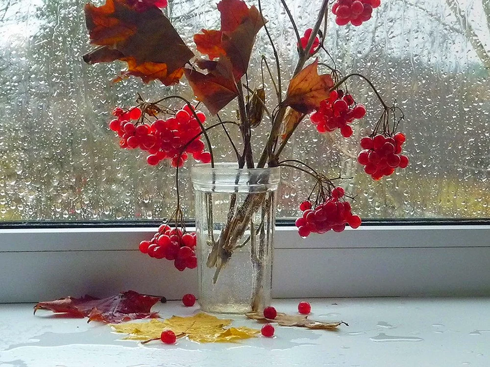 Mumolina Olga. Winterstilleben