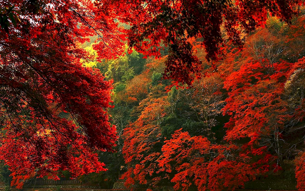 Herbstfoto
