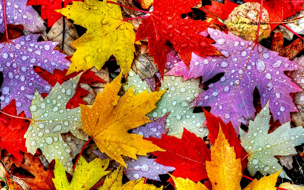 Herbstblätter
