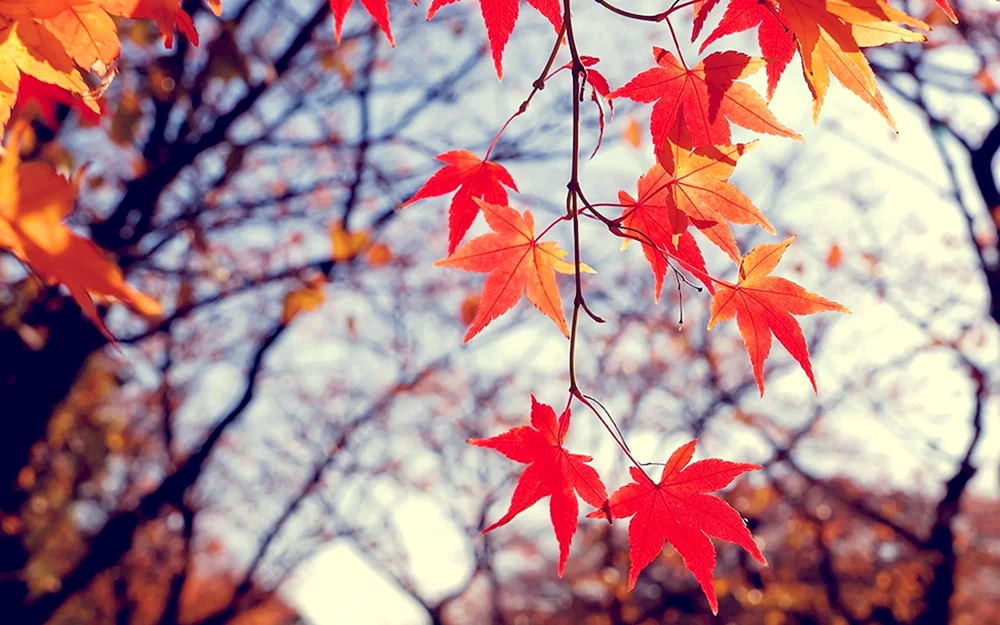 Herbstblätter