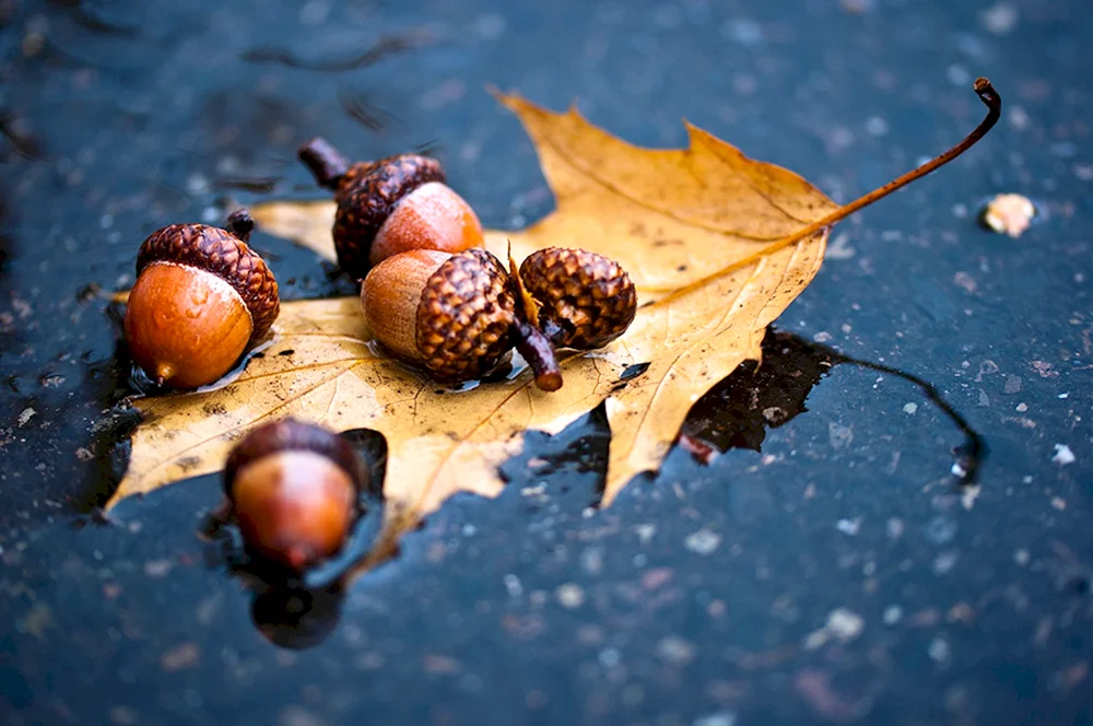 Herbstglückwünsche