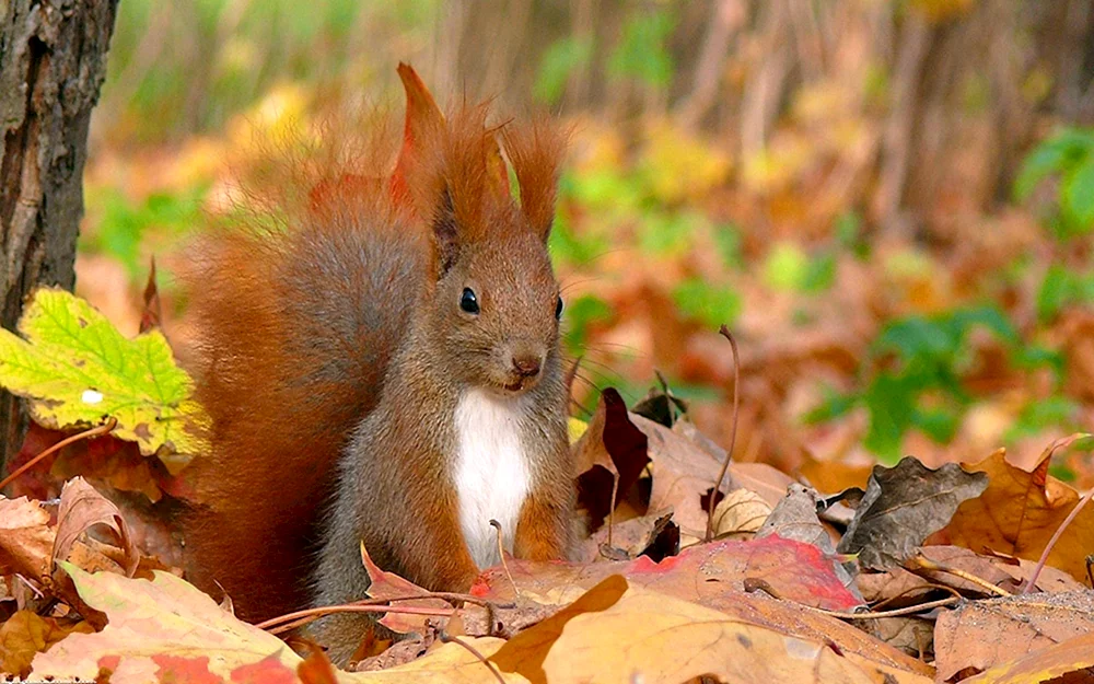 Herbsttiere