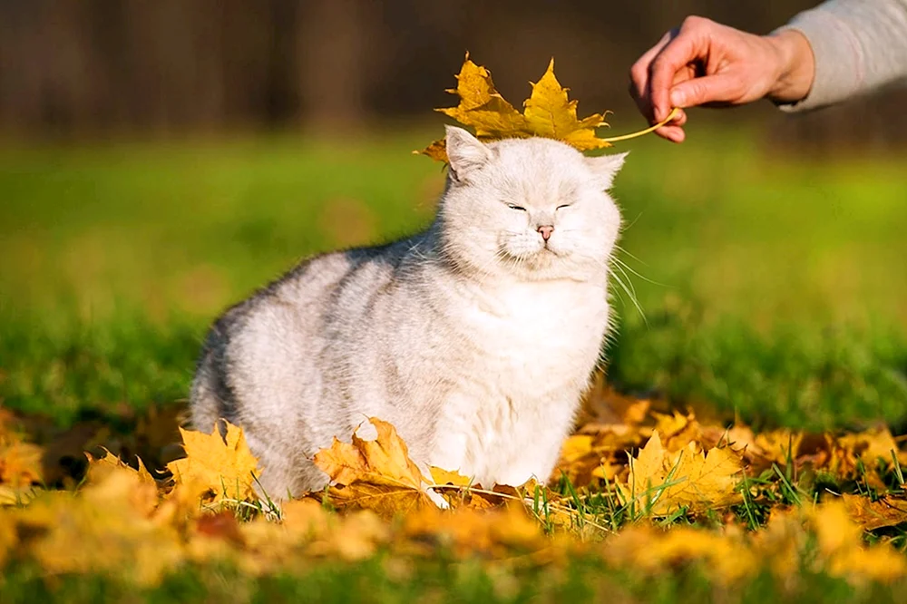 Herbstkatze