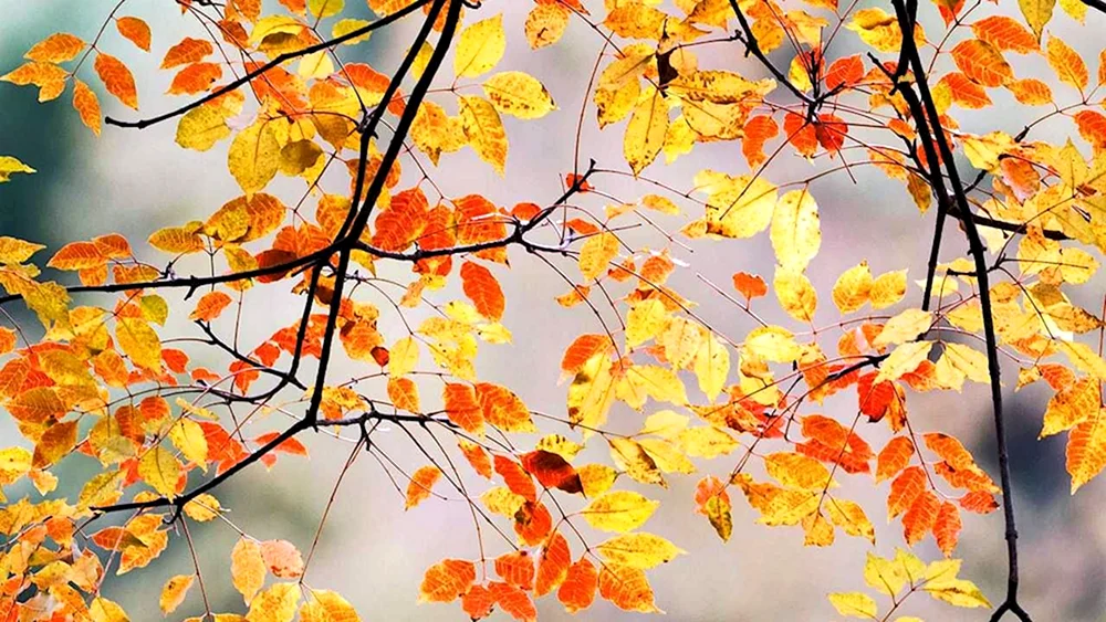 Herbstzweig