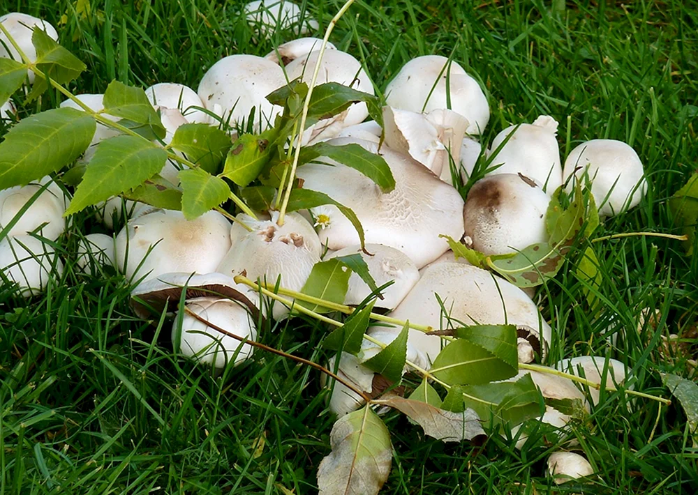 Herbstlicher weißer Champignon