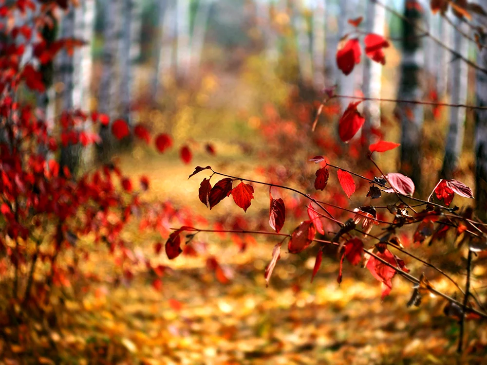 Herbstblätter