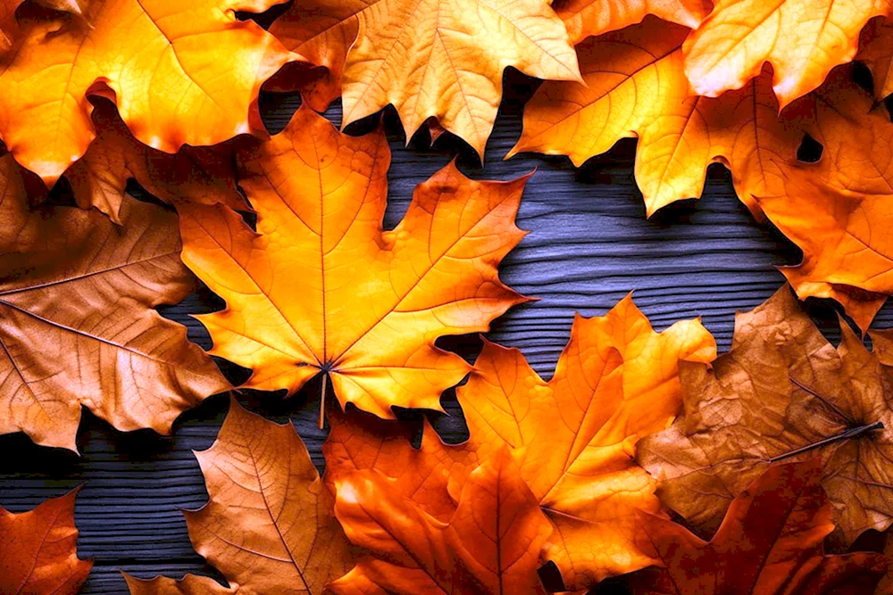 Herbst Ahornblätter Tapete Vektor