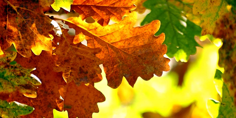 Eichenblatt im Herbst