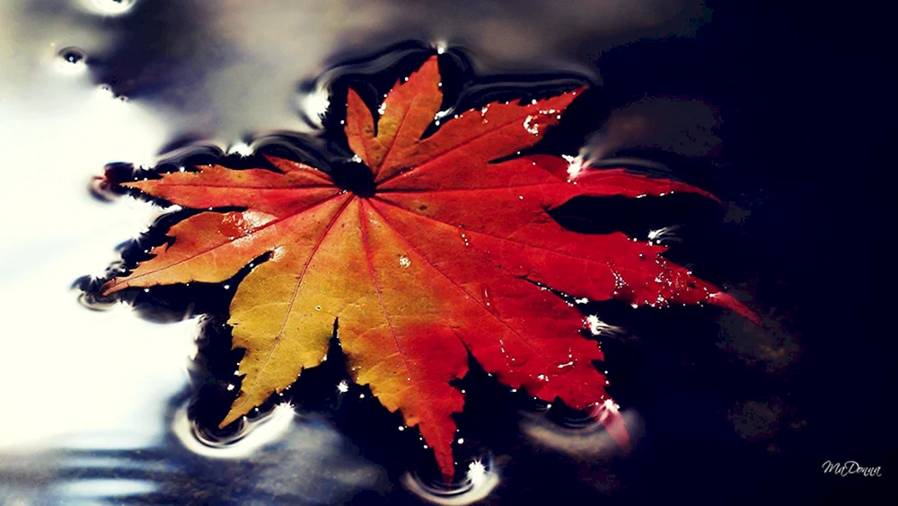 Herbstbilder