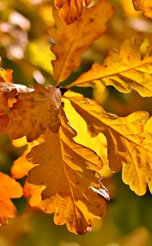 Herbst Eichenlaub