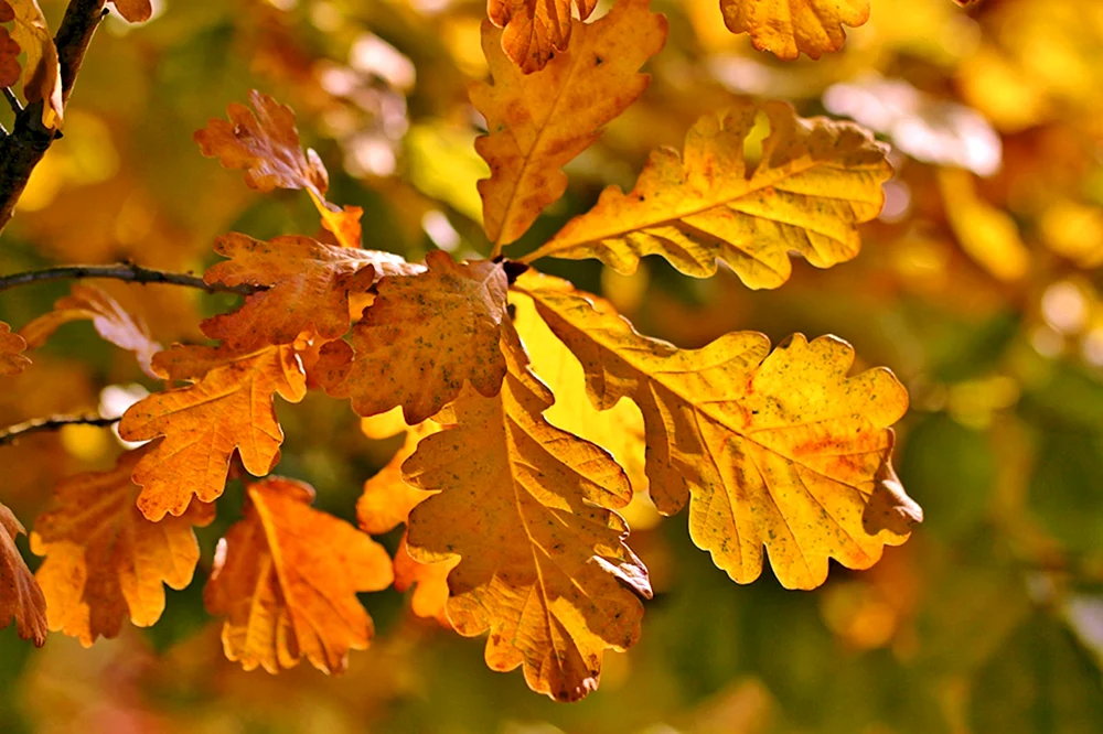 Herbst Eichenlaub