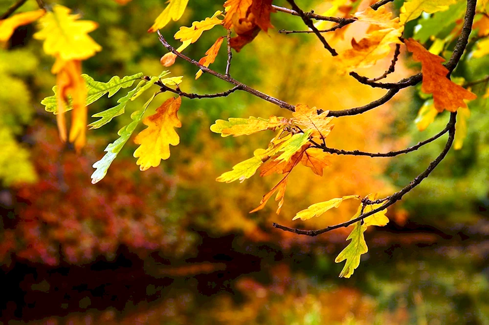 Eichenblatt im Herbst