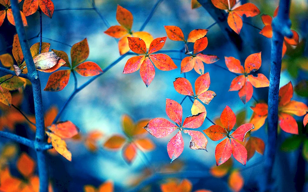 Herbsttapete