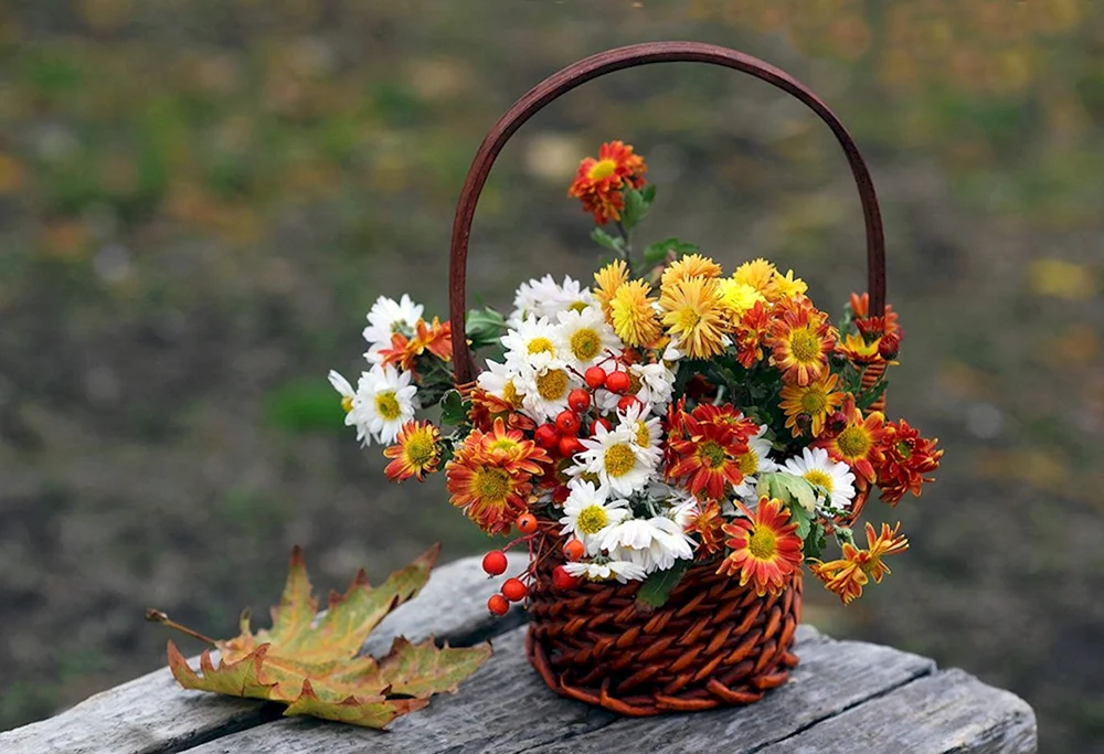 Herbstblumen