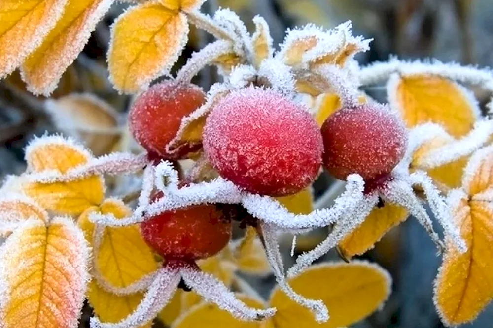 Schneeiger Herbst
