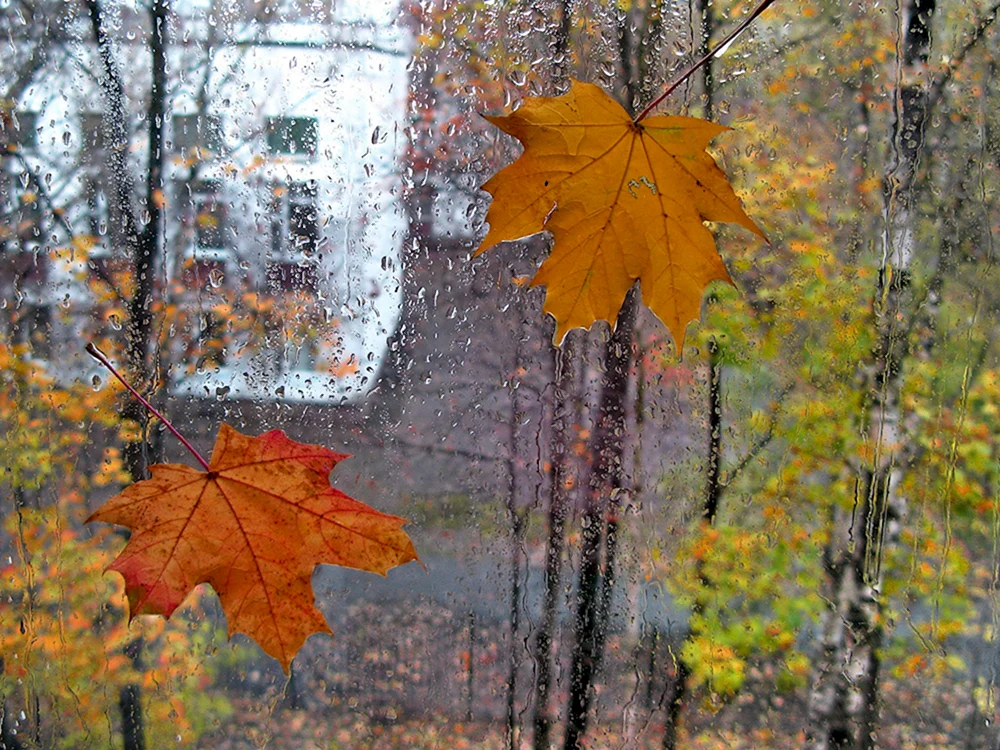 Herbstfenster