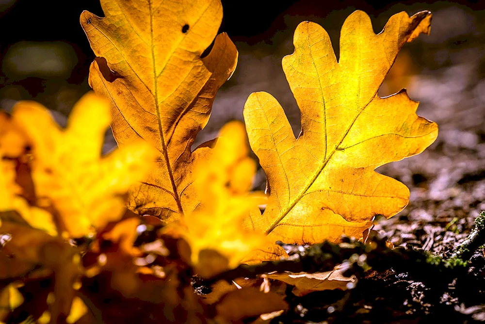 Herbst Eichenblatt