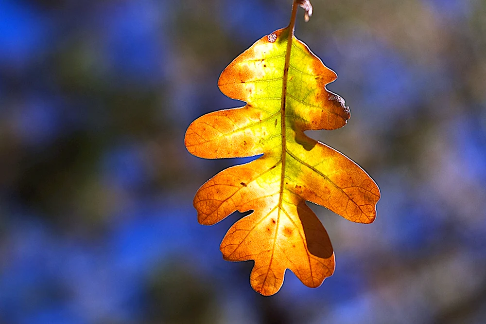 Eichenblatt Eichenblatt Herbst