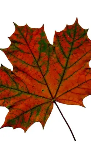 Herbst Ahornblatt