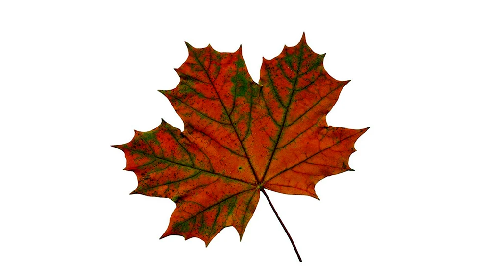 Herbst Ahornblatt