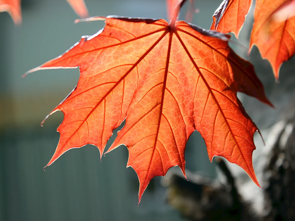 Red Oactober Glory