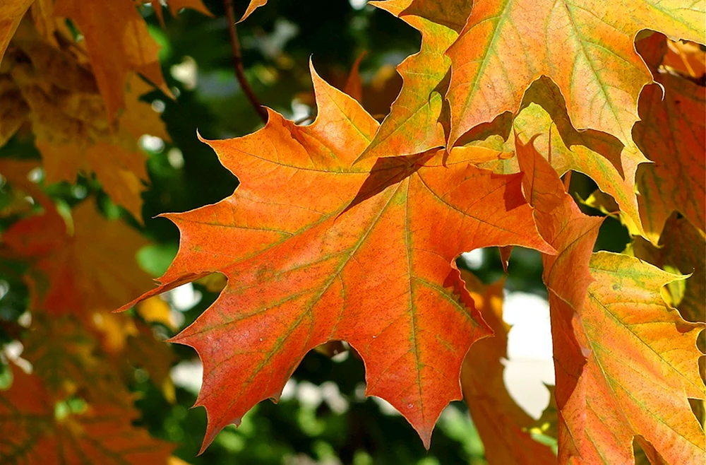 Herbst Ahornblatt