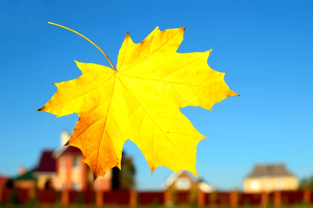 Herbst Ahornblatt