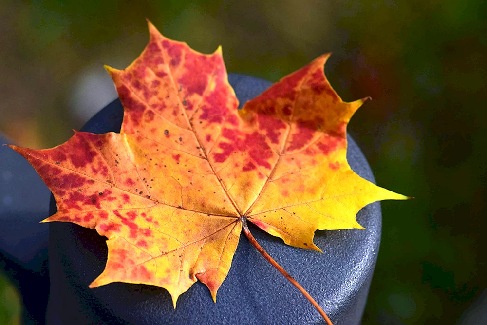 Herbst Ahornblatt Ahornblatt