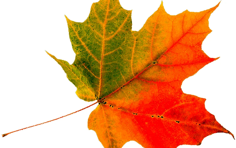 Herbstliches Ahornblatt