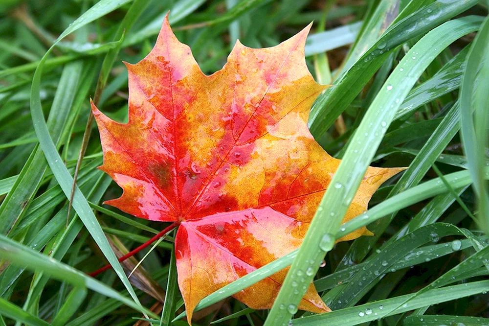 Herbstliches Ahornblatt