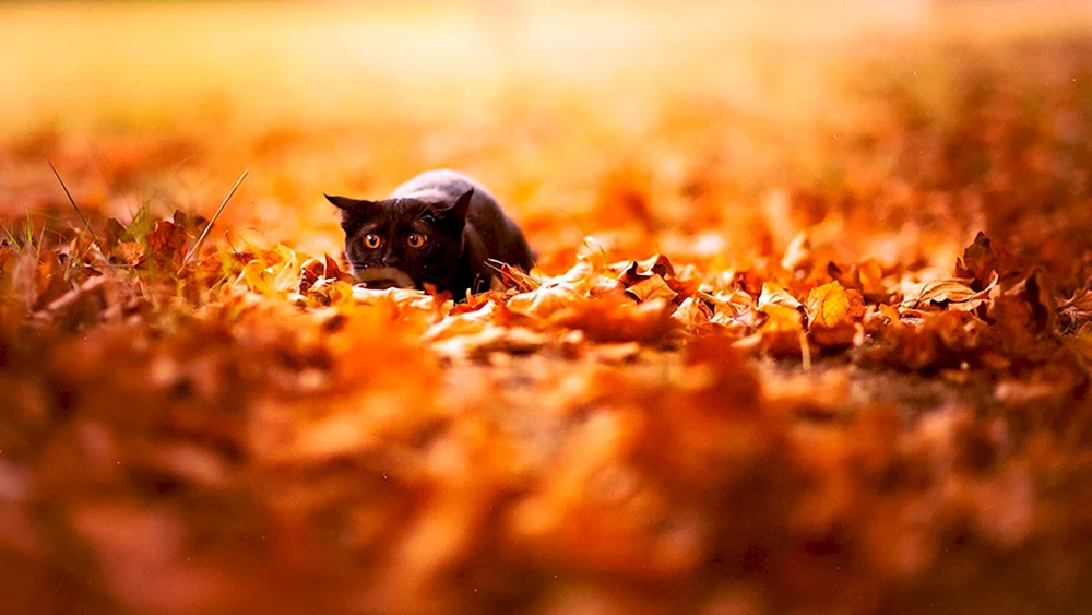 Schöner Herbst
