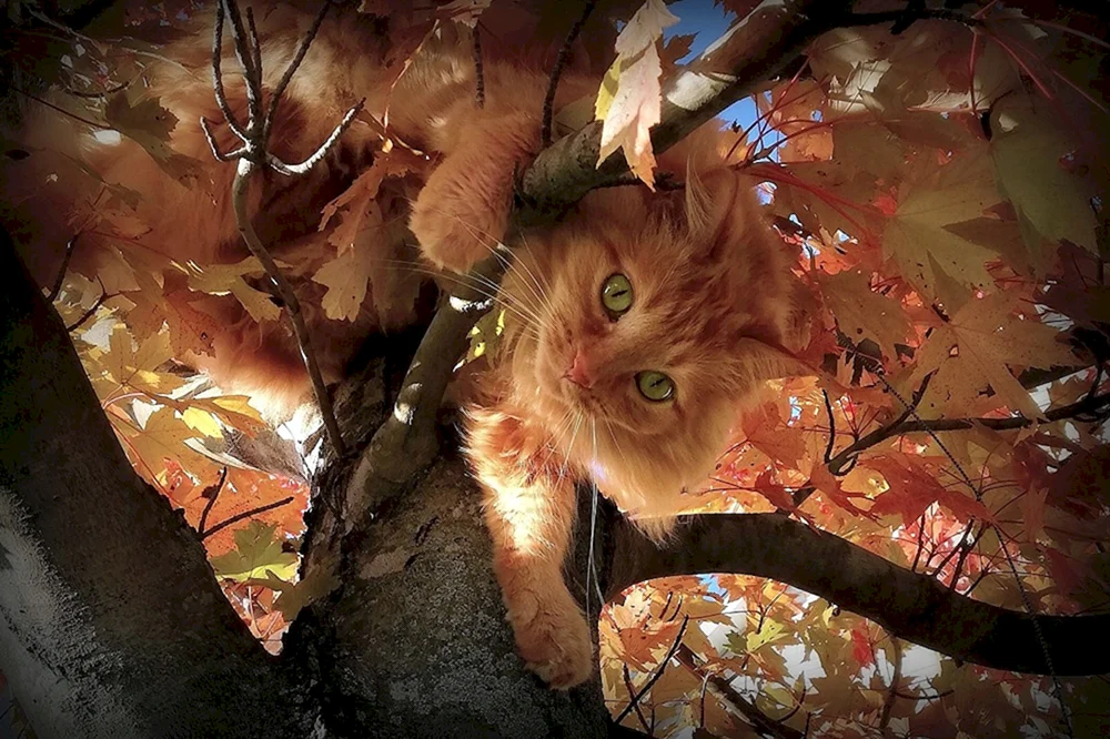 Herbstkatze