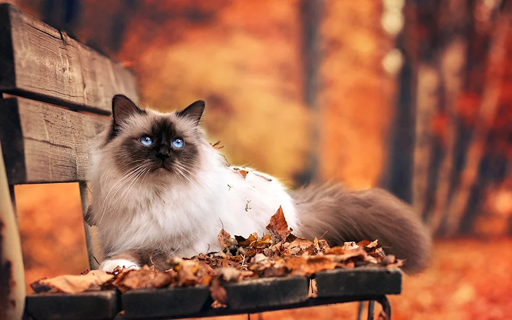 Herbstkatze
