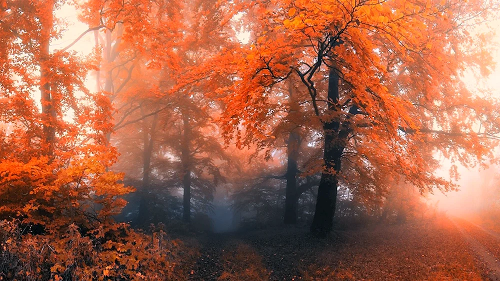 Herbstwald