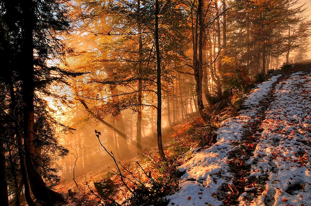 Herbstwald