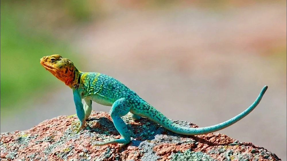 Kragenleguan