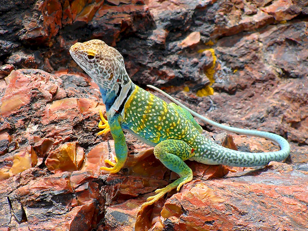 Kragenleguan